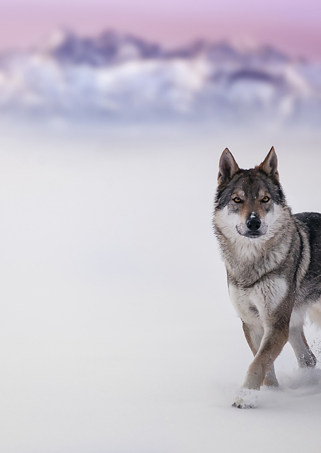 Wolf / PLATINA
