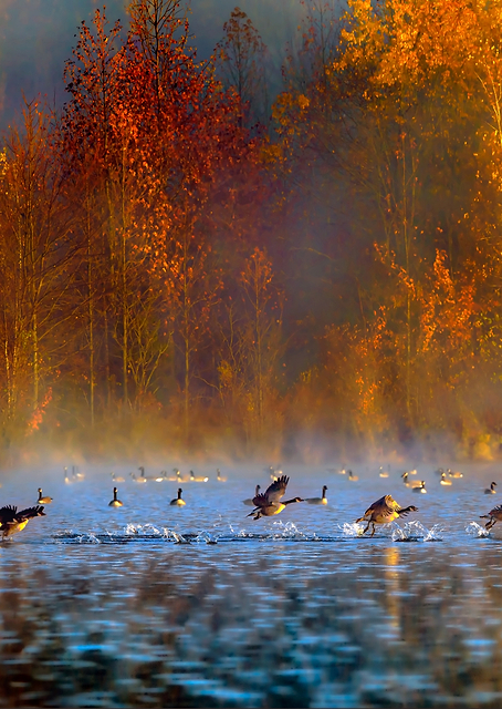 Plainsboro Preserve / PLATINA