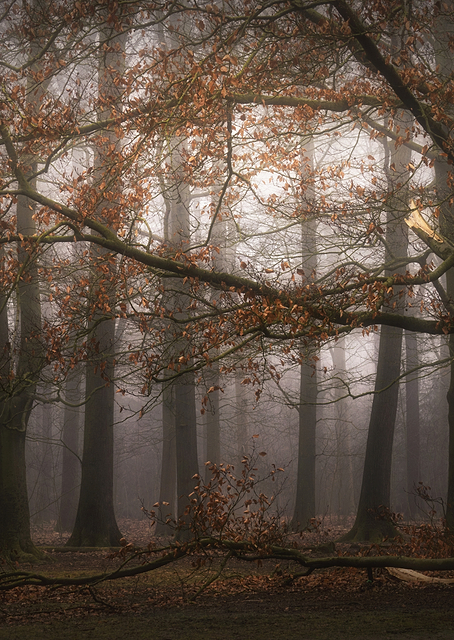 Foggy memory of the past / PLATINA