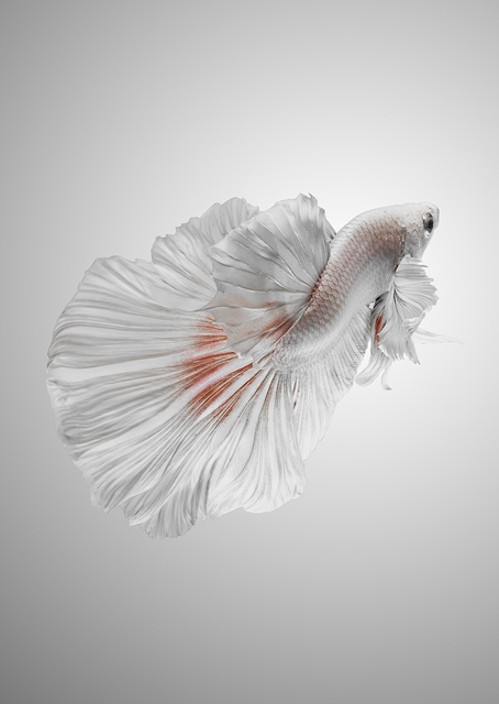 White Betta / PLATINA