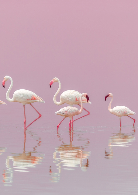 Flamingos / PLATINA
