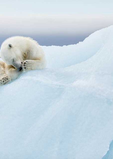 Polar Bear Grooming / PLATINA