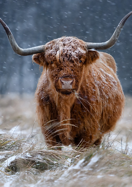 Snowy Highland cow / PLATINA