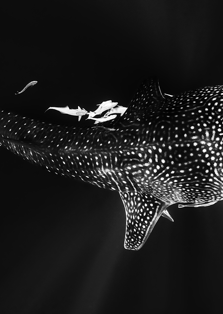 Black and Whale Shark / PLATINA