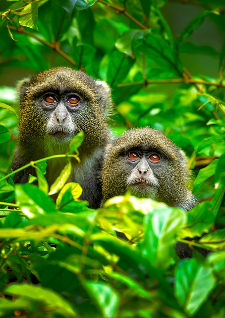 Blue Monkey / PLATINA