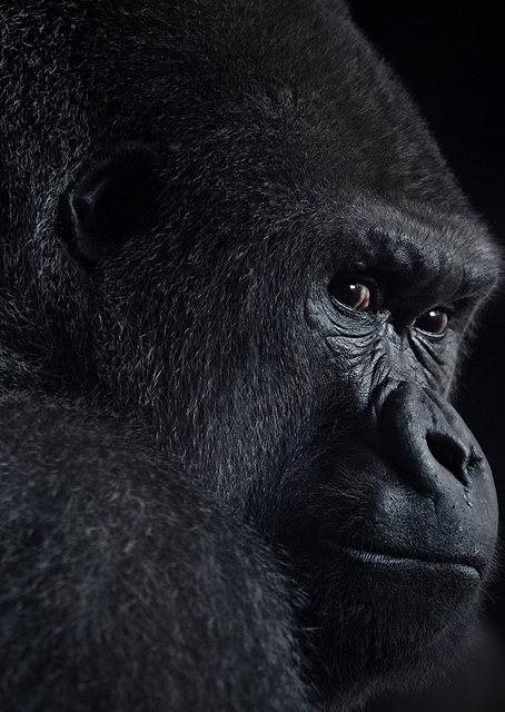 gorilla gaze / PLATINA