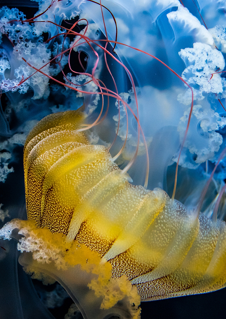 UNDERWATER DANCER / PLATINA
