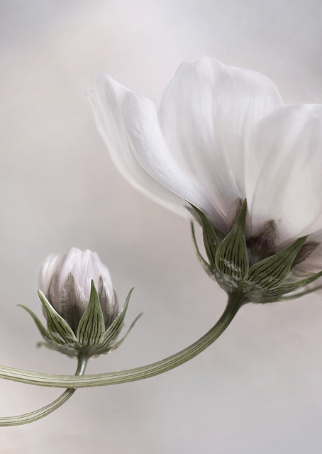 Simply Cosmos / PLATINA