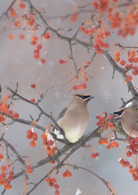 Snow, Bird and Tree / PLATINA