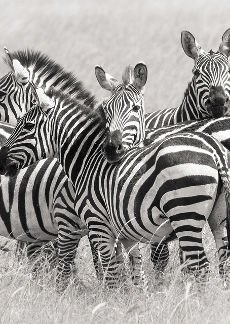 Zebras / PLATINA