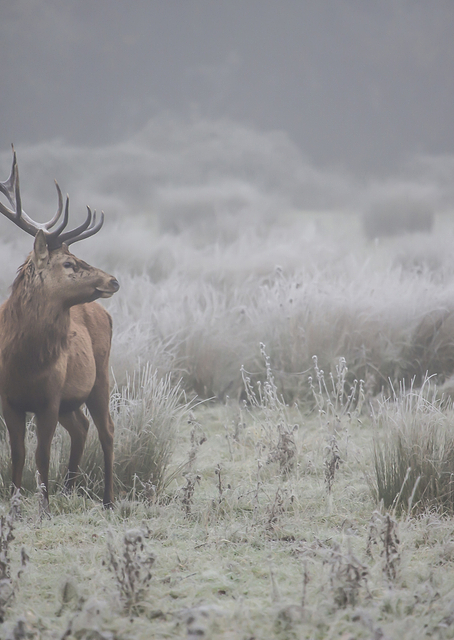 Prideful deer / PLATINA