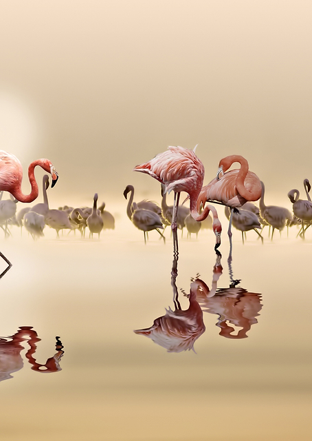 FLAMINGOS / PLATINA