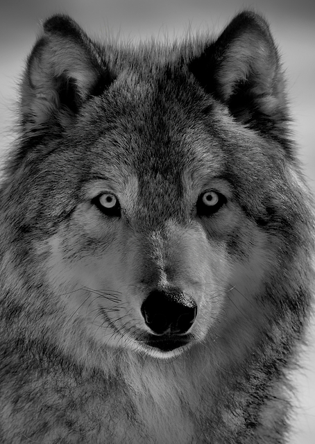 The wolf / PLATINA