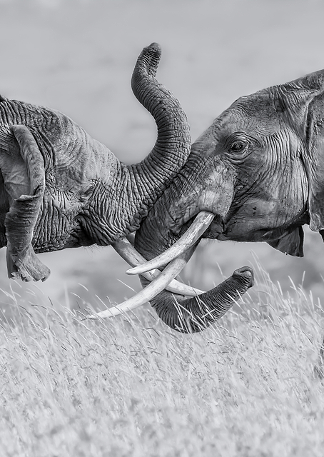 Elephants / PLATINA