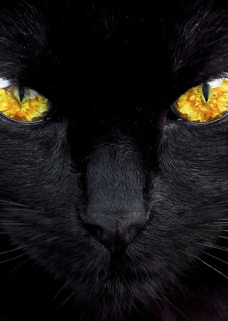 The hypnotist of the night / PLATINA