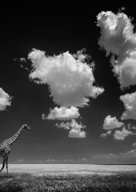 Gone with the Clouds / PLATINA