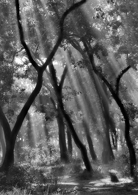 Enchanted forest / PLATINA