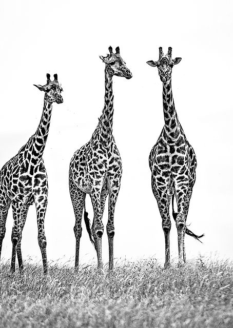 Giraffes in Mara plains / PLATINA