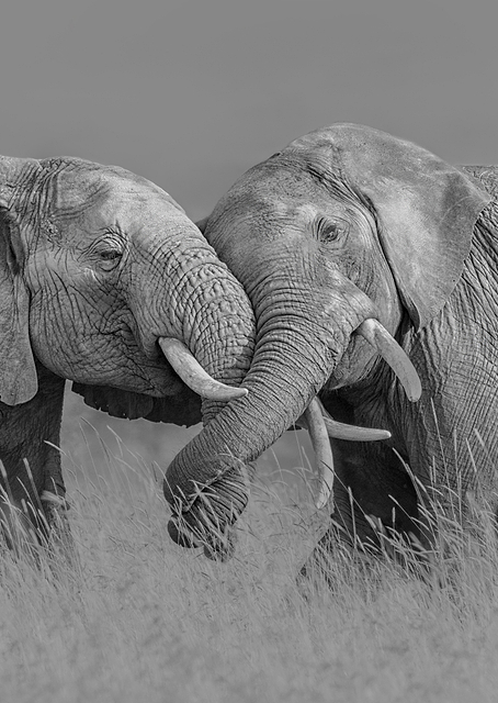Elephant Flight / PLATINA