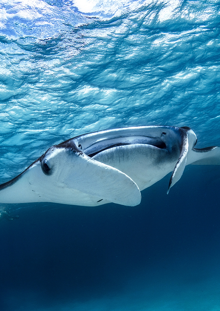 Manta ray / PLATINA