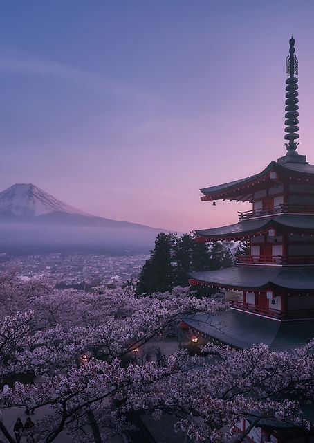 Mt Fuji Sakura / PLATINA