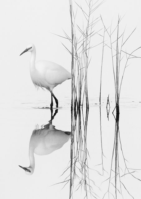 white / PLATINA