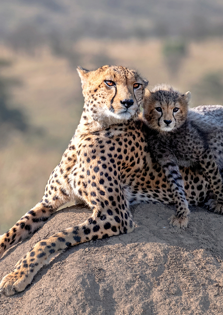 Cheetah and cup! / PLATINA