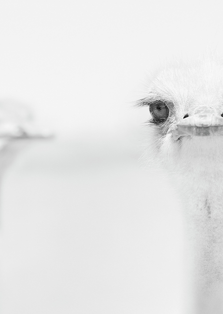 Funny ostrich / PLATINA