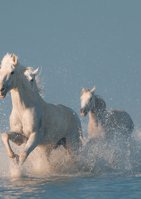 Angels of Camargue / PLATINA