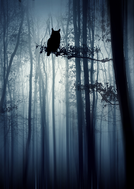 In the forest / PLATINA