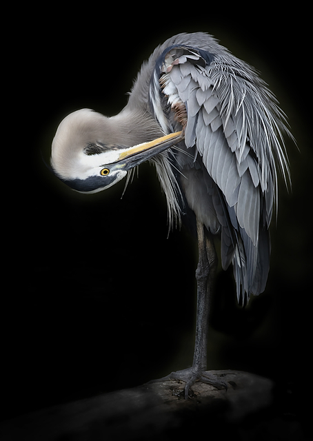 The Great Blue Heron / PLATINA