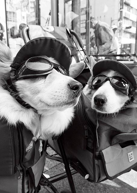 conversation of the corgi / PLATINA