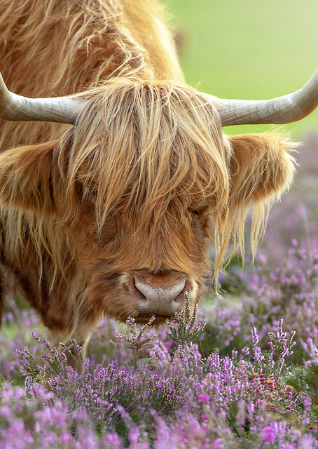 Highland in Heather / PLATINA