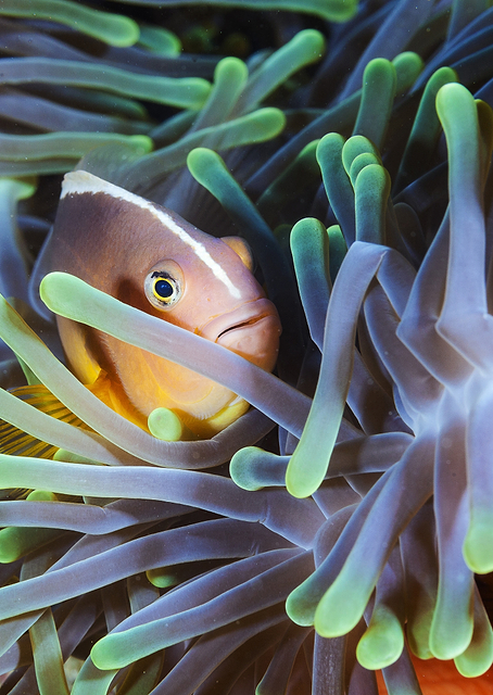 Clownfish / PLATINA