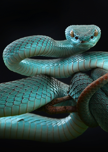 trimeresurus insularis / PLATINA