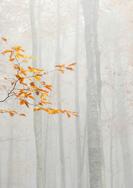 Autumn 2020 / PLATINA