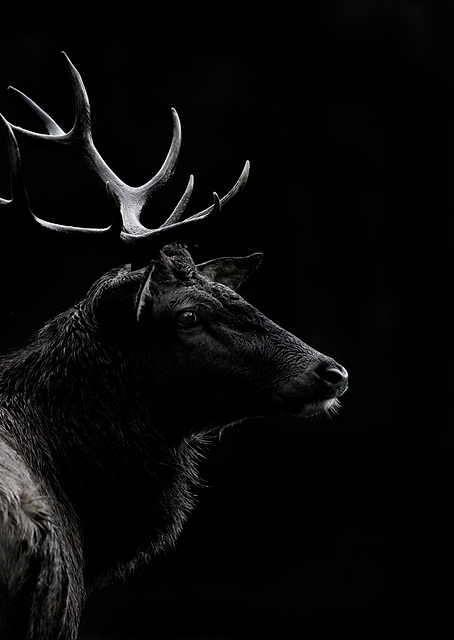 The deer soul / PLATINA