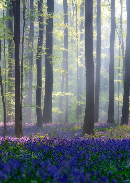 Bluebells / PLATINA