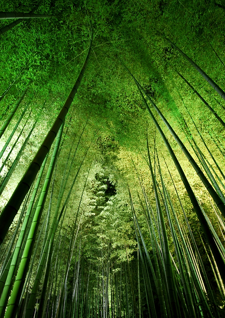 Bamboo night / PLATINA