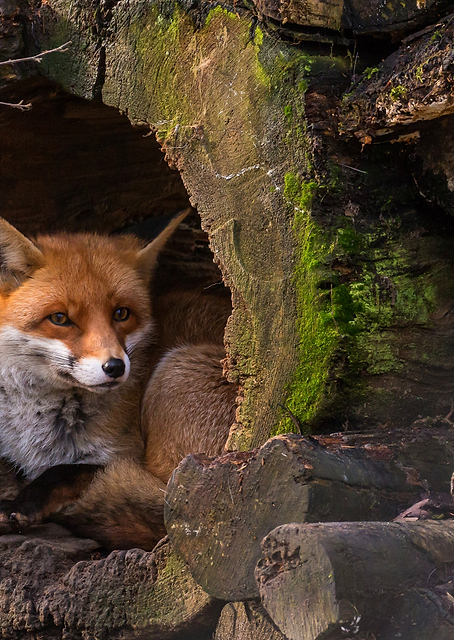 Fox / PLATINA