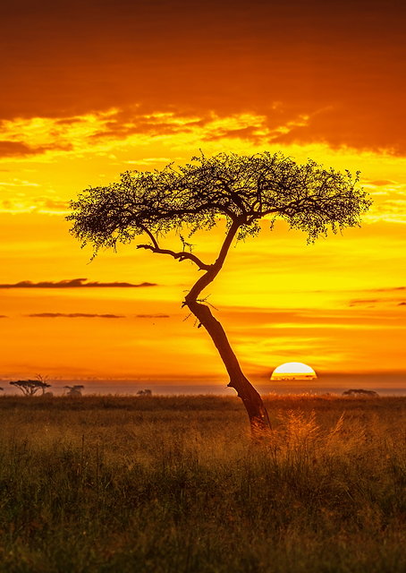 Primordial Africa / PLATINA