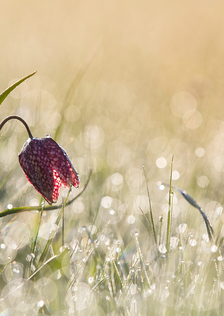 Morningdew / PLATINA