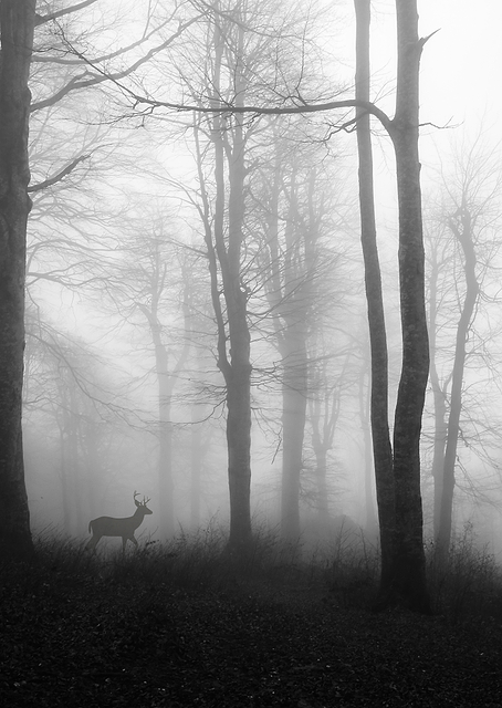 forest / PLATINA