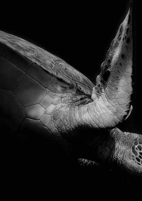 sea turtle / PLATINA