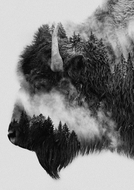 Bison / PLATINA