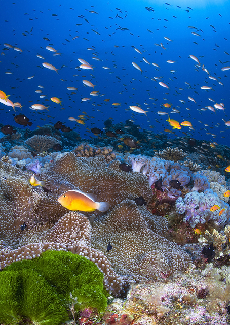 Anemon and Anthias / PLATINA