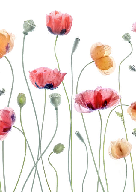 Papaver party / PLATINA