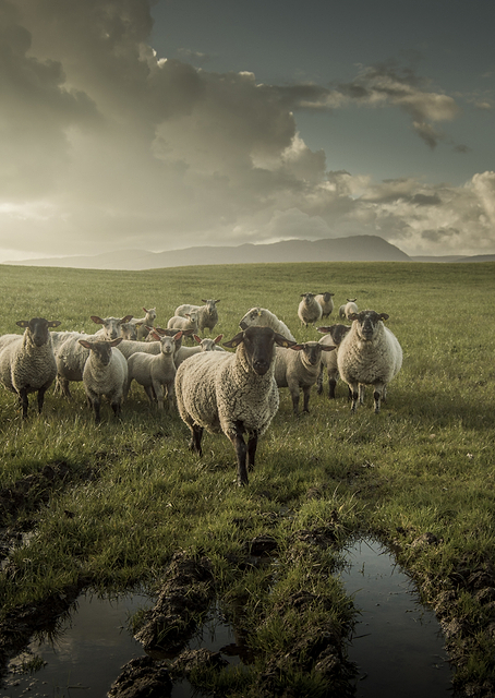 Sheep / PLATINA