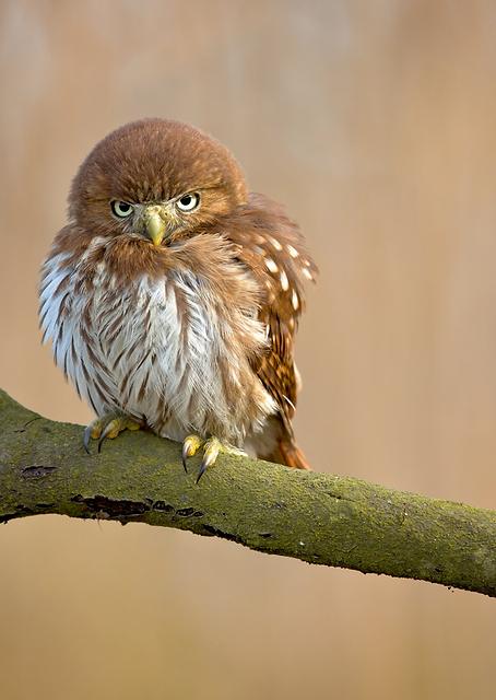 Ferruginous pygmy owl / PLATINA