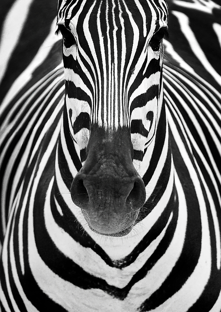 ZEBRA / PLATINA